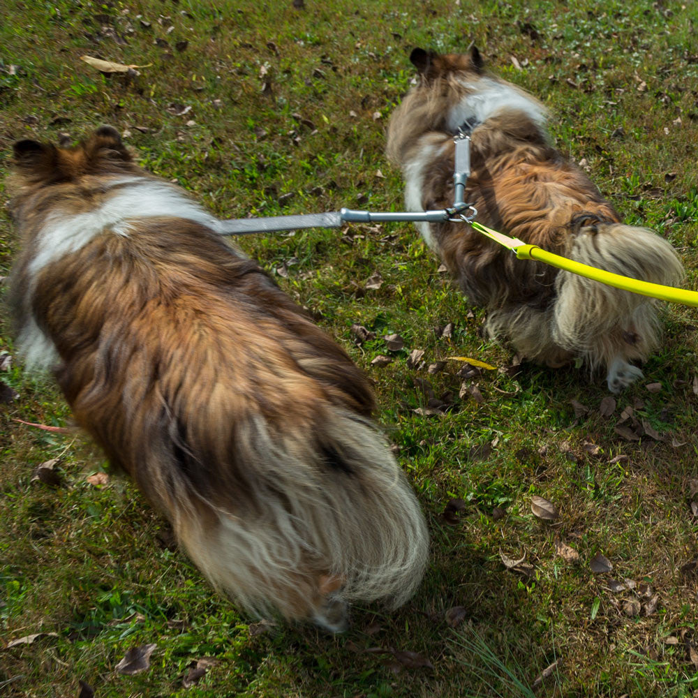 2 Dogs On 1 Leash