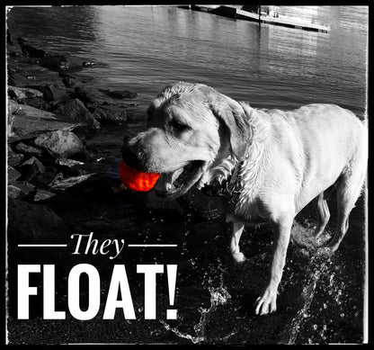 Best Fetch Toy