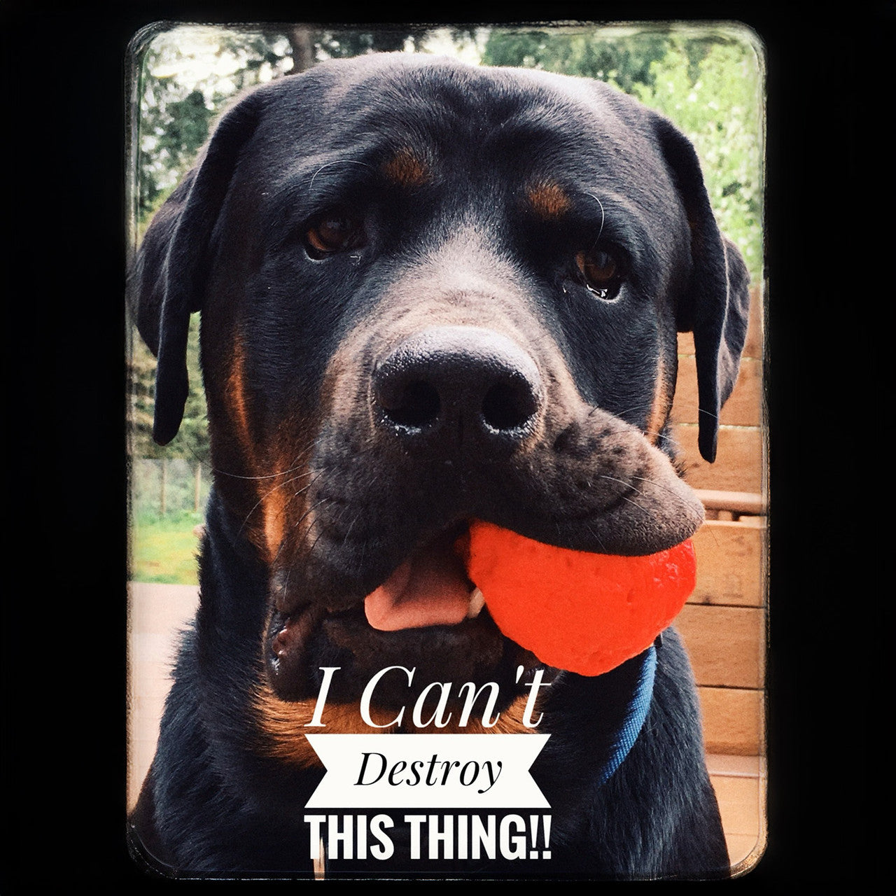 Best Fetch Toy