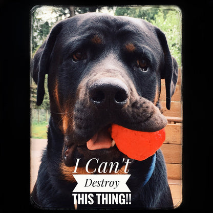 Best Fetch Toy