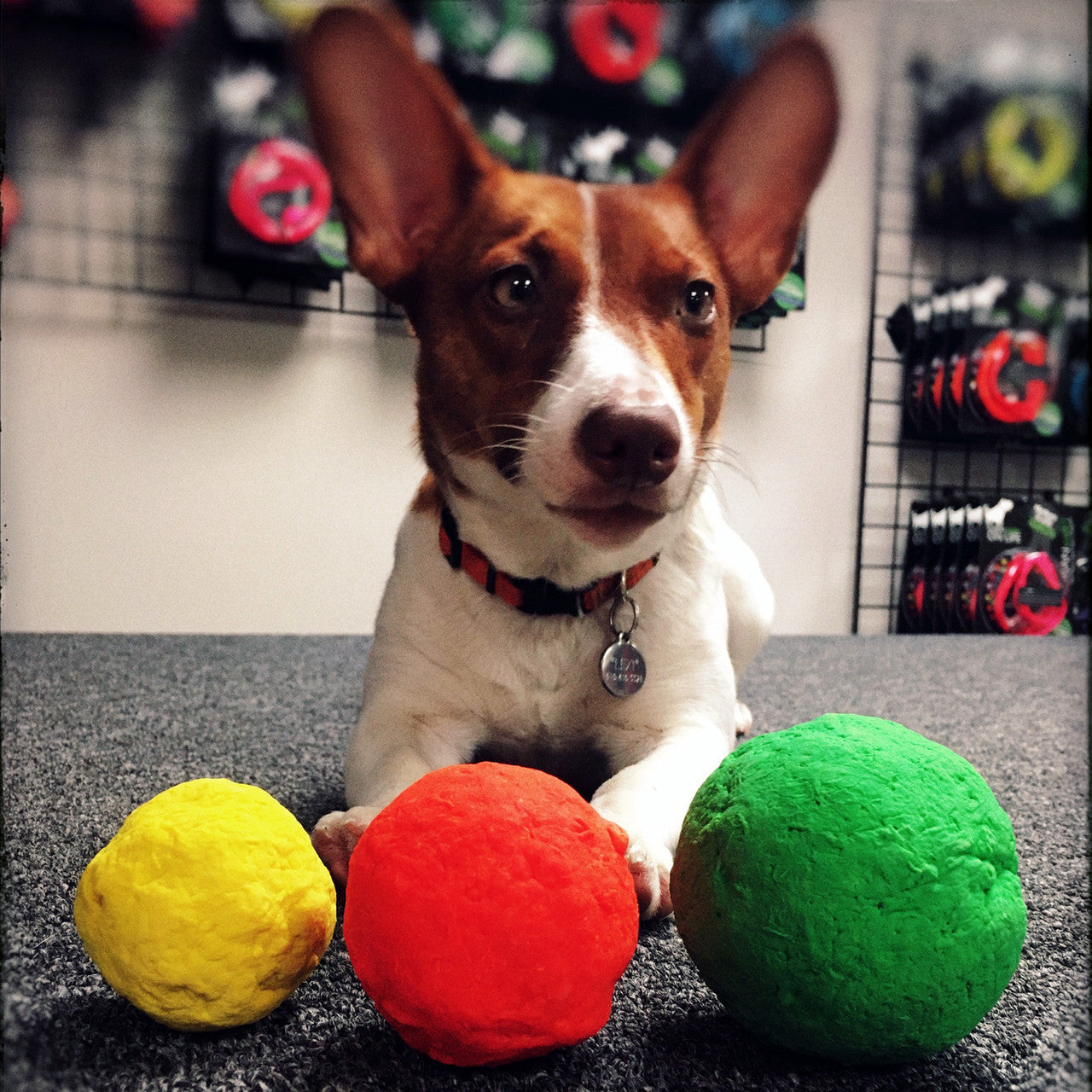 Best Fetch Toy